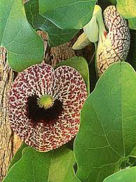 Image result for Aristolochia littoralis