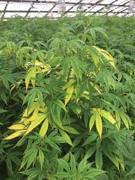 This is a problem faced with indoor plants only. Upper Leaf Chlorosis Cannabis Business Times