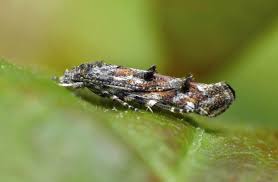Image result for Mompha miscella