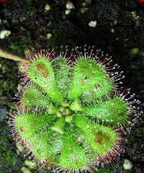 It has antifungal properties and can keep in bay yeast infection when applied topically. Pin On Plants