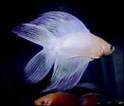 Sepintas, ikan cagak ini mirip dengan ikan cupang. Mengenal Ikan Cupang Double Tail Cupang