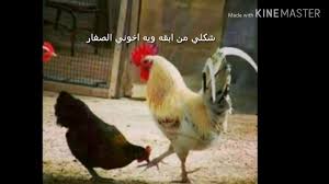 صور مضحكه جدا ههههه Youtube