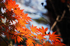 What better way to enjoy the summer than to splash around in our region's swimming holes, or have a relaxing picnic at one of our many scenic picnic spot The Best Autumn Leaves In Australia Australian Autumn Leaf Guide