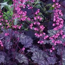 Pin On Gardening