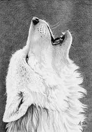 Black And White Wolf Drawing Imagini Pentru Black And White Wolves Drawing Animal Drawings Wolf Artwork The Wolf Among Us