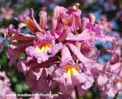 Pin On Tropical Subtropical Plant Palette