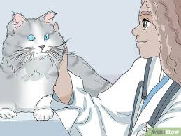 Ciftlesme Donemindeki Kedi Nasil Sakinlestirilir 11 Adim
