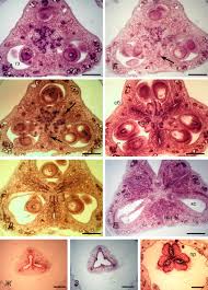 Image result for Dipcadi brevifolium