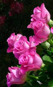 In addition to this practical aspect, however their artistic effect should not be underestimated: 690 Pretty Pink Flowers Ideas Flowers Pink Flowers Beautiful Flowers