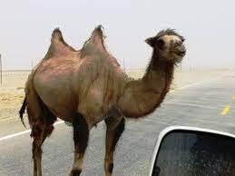 One humped camel imágenes y fotos de stock. How To Describe The Difference Between A One And Two Hump Camel Quora