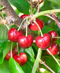 Burlat cherries are excellent table fruit to consume fresh, but also in pastries or jam. Prunus Burlat Kirsche Bigarreau Burlat Wyss Shop