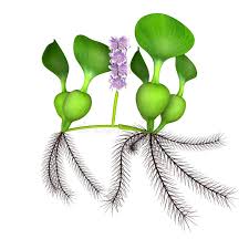 Image result for Pontederiaceae