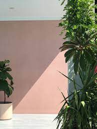 Shadow Play Pale Pink Against Lush Greenery Pink Walls Blush Walls Garden Wall