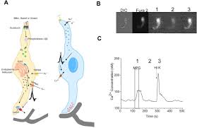 Maybe you would like to learn more about one of these? Multiple Plcb Signaling Pathways In Taste Receptor Cells Contribute To The Detection Of Bitter Sweet And Umami Stimuli Biorxiv