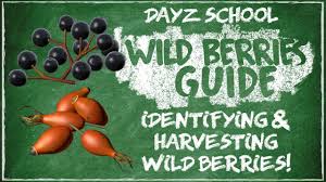 The struggle for food mainly came from waiting around apple trees or looking for mushrooms when you first start. How To Find Food Fast On Dayz Youtube