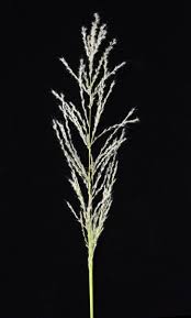 Image result for Cleistachne