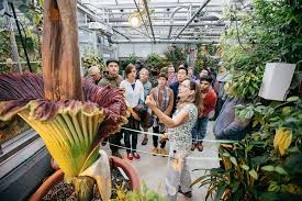 Huddled at the middleton botanical gardens, cassie, martha and george worriedly examine the now wilting middleton merriwick. Morphy The Corpse Flower