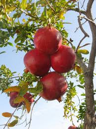 This proclivity increases under stressful conditions and. Free Images Natural Food Flower Flowering Plant Fruit Tree Produce Apple Branch Pomegranate Seedless Fruit 2448x3264 Mohamed Hakim 1609532 Free Stock Photos Pxhere