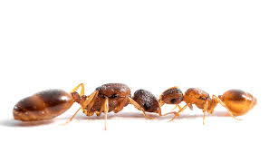 Image result for Antrocaryon