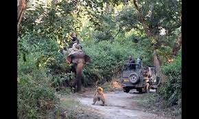 Disgruntled tiger charges an elephant ...