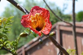 Image result for Fernandoa magnifica