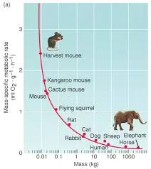 Does The Human Brain Burn A Lot More Glucose For Its Size