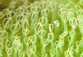 Image result for Salvinia hastata