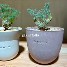 Image result for Monsonia glauca