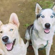 Fundraiser by Nicole Petersen : Fighting to Keep The Dogs — Please Help  Them Stay Together