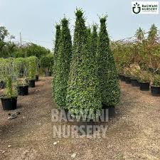 Image result for Malpighia