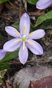 Image result for Xerophyta kirkii