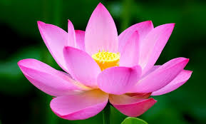 Selain itu, mahkota bunga juga memiliki. Bunga Bunga Asli Vietnam Maklon Kosmetik Indonesia