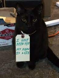 60 Funny Animal Pictures 15 Cats Crazy Cats Funny Animal Pictures