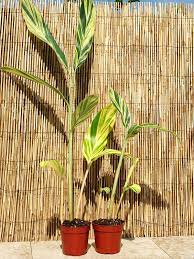 The variegated shell ginger plant can also be grown outdoors in a patio container, or can be grown indoors as a houseplant. Lg Variegated Shell Ginger Plant Alpinia Z Variegata Kens Nursery