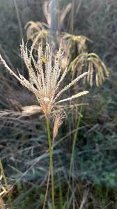 Image result for Eustachys paspaloides