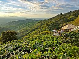 We did not find results for: The 8 Best Coffee Experiences In Colombia