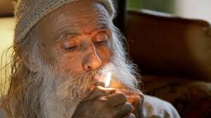 PHOTOS: Hidden in California's backwoods, marijuana flourishes