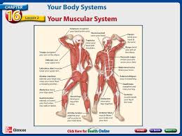 Human muscle system, the muscles of the human body that work the skeletal system, that are under voluntary control, and that are concerned with with very few exceptions, the arrangement of smooth muscle and cardiac muscle in humans is identical to the arrangement found in other vertebrate. Chapter 16 Your Body Systems Lesson 2 Your Muscular System Next Click For Main Menu Chapter 16 Assessment Teacher S Notes Are Available In The Ppt Download