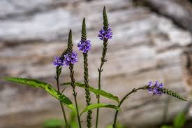 Image result for Verbenaceae