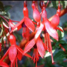 Manx Fuchsia Grows In The Hedgerows Around The Island Flower Meanings Red And White Roses All Flowers