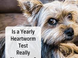 It tests for heartworm dna in your dog's blood. Why Your Dog Does Not Need A Heartworm Test Every Year Pethelpful