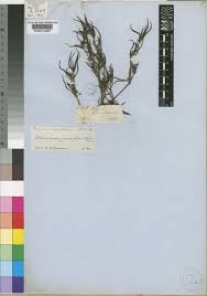 Image result for Oldenlandia capensis