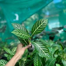 Image result for Sanchezia