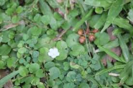 Image result for Evolvulus nummularius