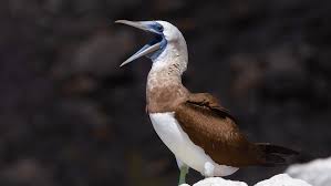 Image result for Cocos