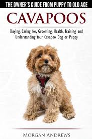 Cavapoos The Owner S Guide From Puppy To Old Age Buying Caring For Grooming Health Training And Understanding Your Cavapoo Dog Or Puppy Andrews Morgan 9781910677063 Amazon Com Books