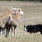 BVKC AKC Summer Licensed Herding Tests & Trials