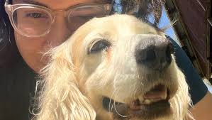 Fundraiser by Julieta Valdez : Help Charlie Get Treatment