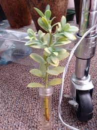 Image result for Osyris compressa