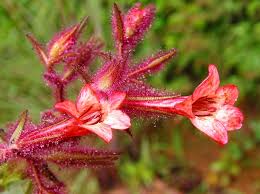 Image result for Mimulopsis arborescens